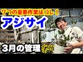 ◆3月の【アジサイ】7つの重要作業はコレ!