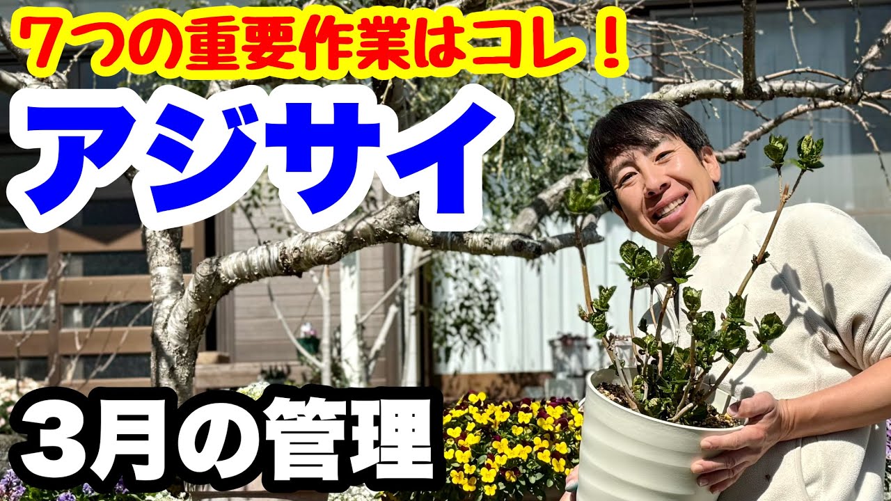 ◆3月の【アジサイ】7つの重要作業はコレ！