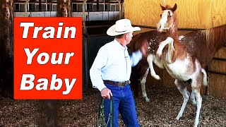 Training The Foal & Weanling  Halter Breaking A Young Horse