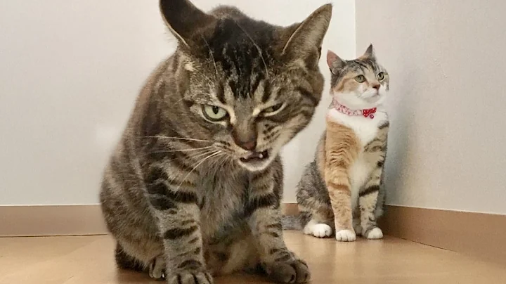 Video 11649851: hilarious funny cat