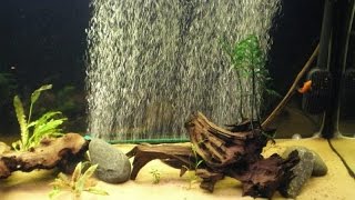 видео Аэрация воды в аквариуме. - Аквариумы - Каталог статей - Каталог статей - Аквариумные рыбки