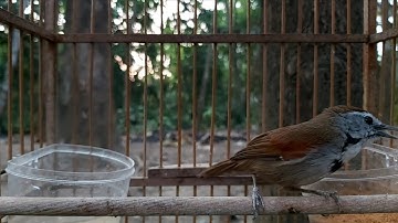 Suara Burung Tepus Pipi Perak Gacor