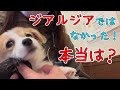 【ブリーダーからお迎え病気だらけだった子犬】体調急変で急遽セカンドオピニオン!ジアルジアではありませんでした