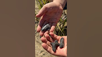 Can You Find All 3 Hidden SHARK TEETH?! Watch Carefully! #shorts