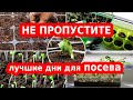 Посевной календарь огородника: февраль, март, апрель.