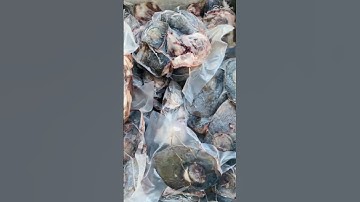 Cá ngừ tươi ngon!!