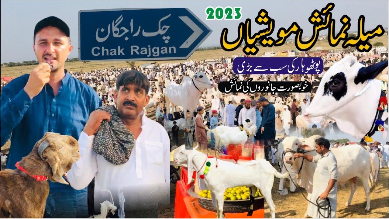 Chak Rajgan Rawalpindi Mandi 2023 || Biggest Animal Exhibition of the ...