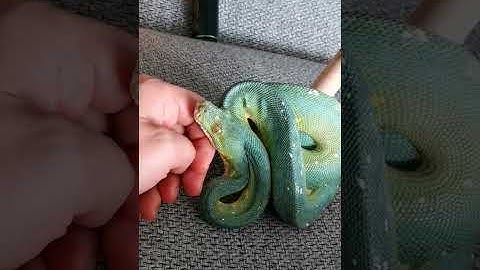 Green Tree Python in shed