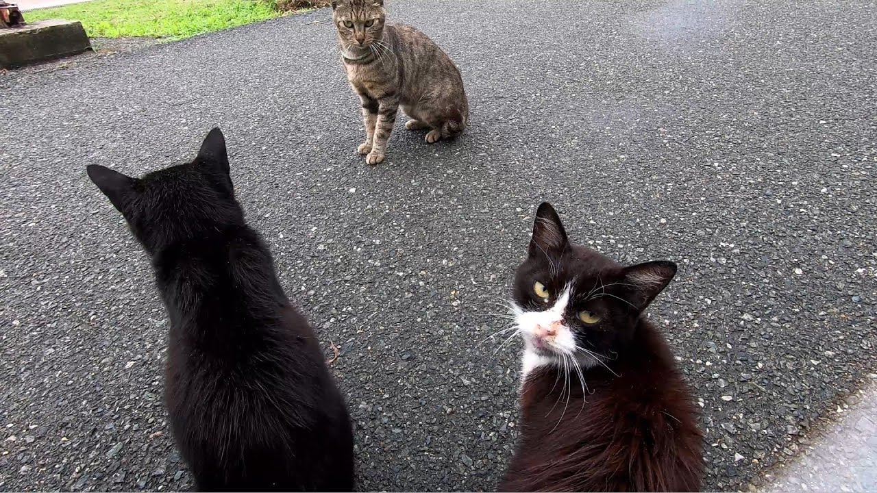 喧嘩を止める子猫 ハチワレ猫さんの貫禄勝ち【地域猫】【野良猫