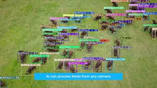 : Drone AI | Counting Animals With Computer Vision | Object Detection AI Models | Chooch