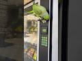 Parrot Buys Chips ببغاء يستري شيبس Birds Parrot طيور ببغاء Usa Canada Fyp Animals Pets