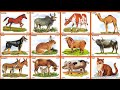 Domestic Animals Name hindi & English | पालतू जानवरों के नाम | Animals Names song [Hindi]