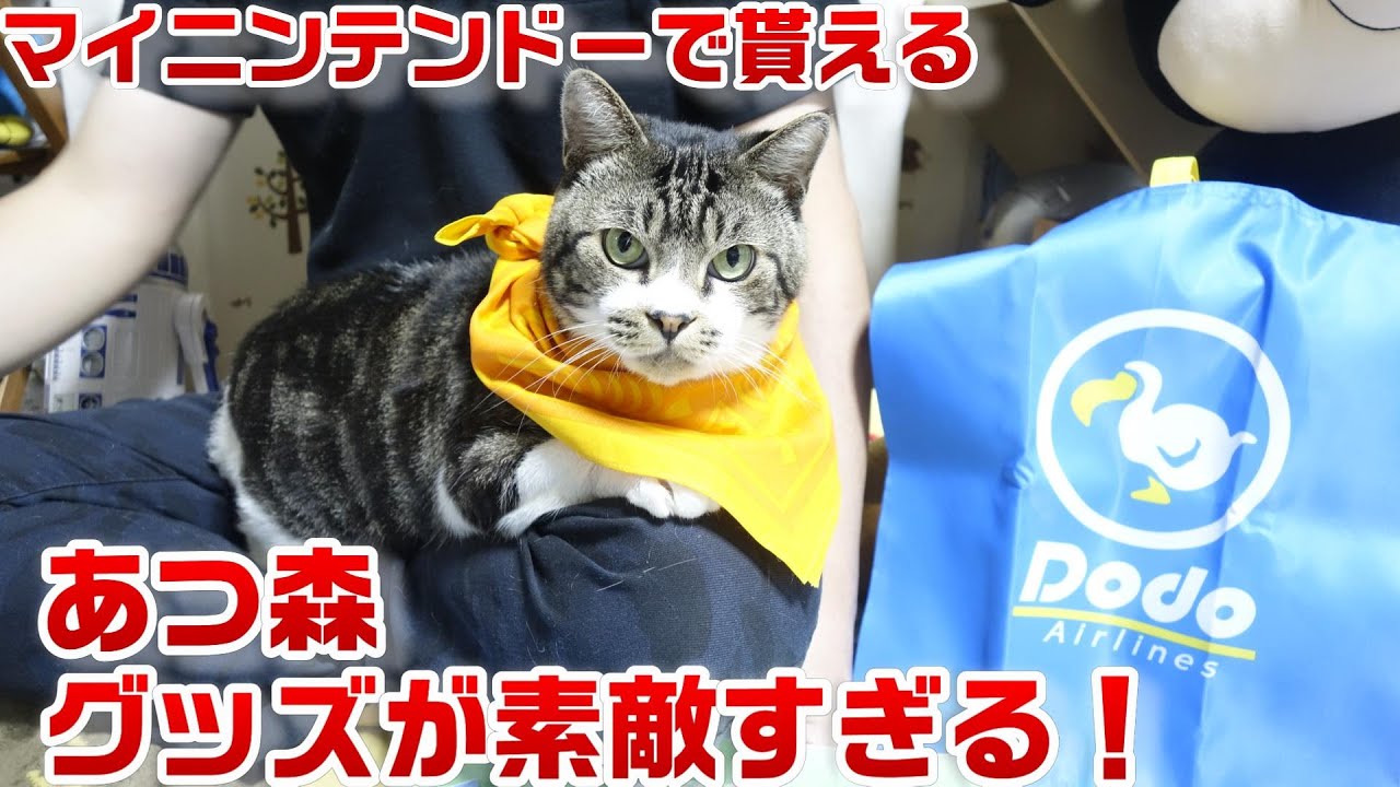 可愛い寝姿だけどよく見ると結構ホラーな猫リキちゃん 痙攣したり白目むいたりｗ リキちゃんねる 猫動画 Cat Video きじしろねこのいる暮らし Youtube