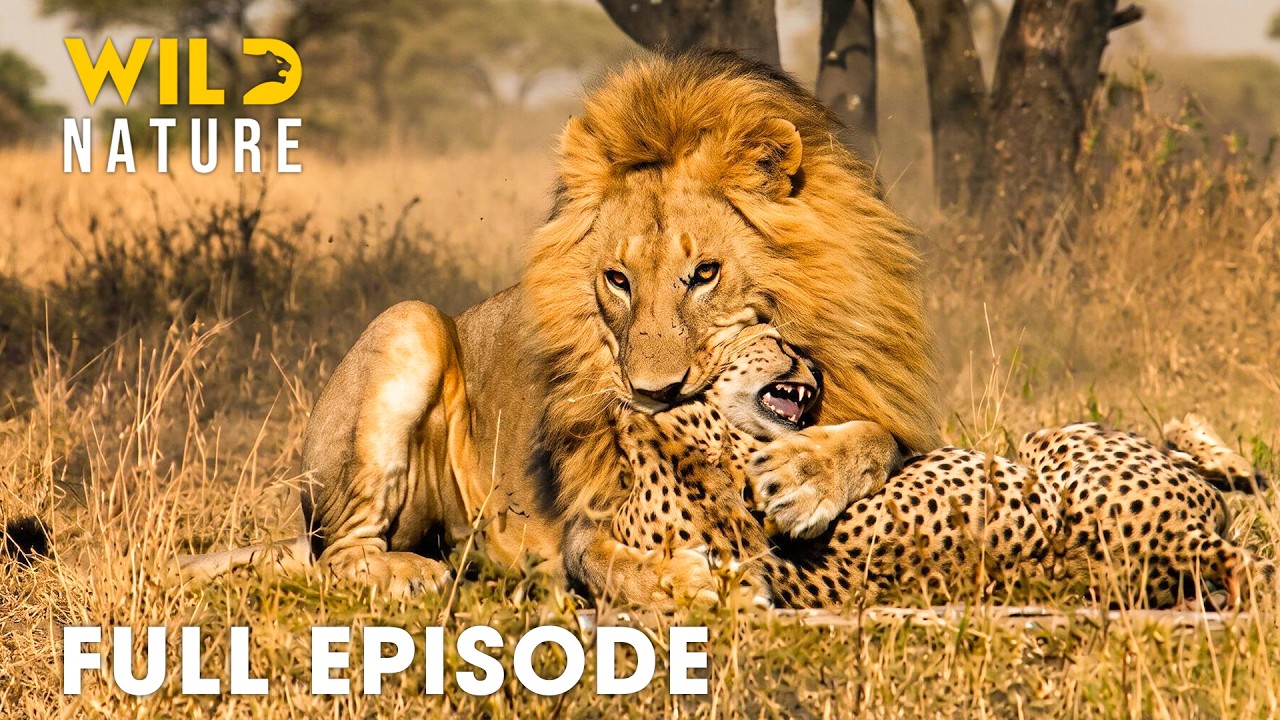 Africa’s Greatest Fights Of Extraordinary Predators (Full Episode) | Wildlife Documentary