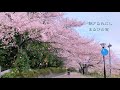 仰げば尊し(卒業ソング)歌詞付 /アメリカ民謡 Song for the close of school(Japanese) by Shaylee