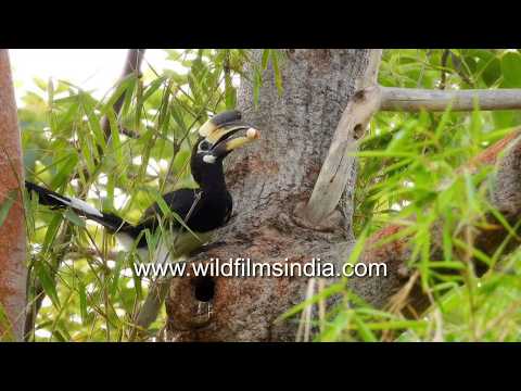 Oriental Pied Hornbill regurgitates food and an egg for a Grey Hornbill chick