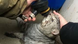 Firefighters Resuscitate Cat After House Fire