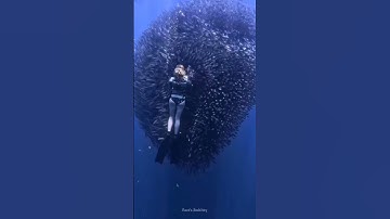 This Is Why You Should Never Jump Into The Sea