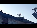 13 02 2021гСельские голуби Новоалександровск.