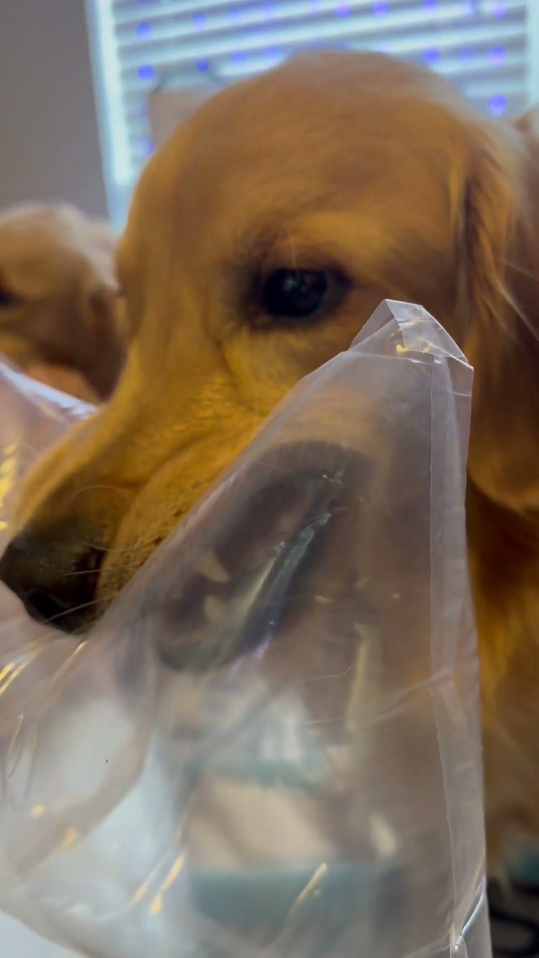Golden Retriever Bites Into Balloon || ViralHog