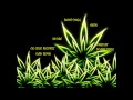 Dr dre snoop dogg ft akon  kush og clicc recordz remix