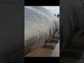 18 meter long Sperm Whale Beached Itself on an Indonesian Island