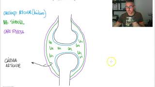 ARTICULACIÓN 4 - Articulación sinovial