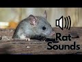 Rat Sound Effects Squeaking Screeching No Copyright Free