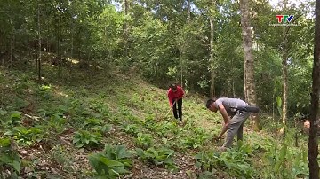 Thanh Hóa có 94.000 ha dược liệu trồng dưới tán rừng