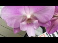 Огромный завоз орхидей в Оби 26 февраля 2020 г. Каменная Роза, Ченгду..... Дарвин?))))))