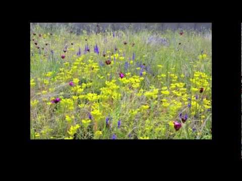 Video: Rumah Ladang Meadow Lestari Memaparkan Bumbung Panel Suria Wavy