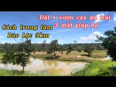 Video Cần bán | Vườn cây ăn trái 3mặt giáp hồ , cách trung... - youtube