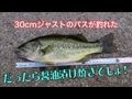 ブラックバスを釣って醤油漬け焼き Large-mouth bass fishing