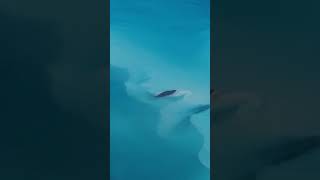 Harbour Island, The Bahamas.