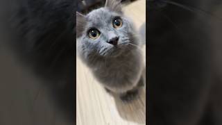 Little Floof To Big Mood Fritzs Glow Up