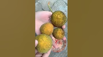 Bà con còn nhớ trái gáo trắng của tuổi thơ hông? Ăn rất ngon!