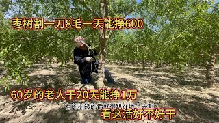 新疆枣树产量高的秘密？割一刀8毛一天能挣600，60 岁老人也能干