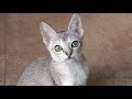 Cute Singapura Cat Following Owner : قط سنغافورة の動画、YouTube動画。