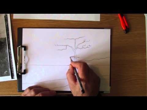 Как нарисовать сосну карандашом поэтапно для начинающих видео уроки