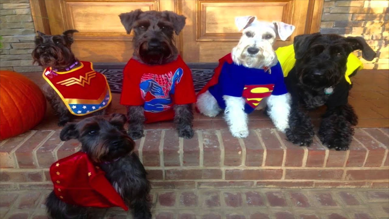 Halloween Pet Costumes PSA 