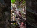 福山蝴蝶公園踏青紀行Fushan Butterfly Park Hiking/Outing Memoir
