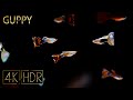 Guppy • Fixed 3hours 4K HDR 60fps • Relaxing Music