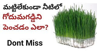 Weet grass in water group tutorial, without soil group of weet grass, by srinu life tech creations