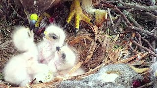 Cornell Red tailed Hawks~Breakfast for the little cute fighters~7:07 AM 2022/04726