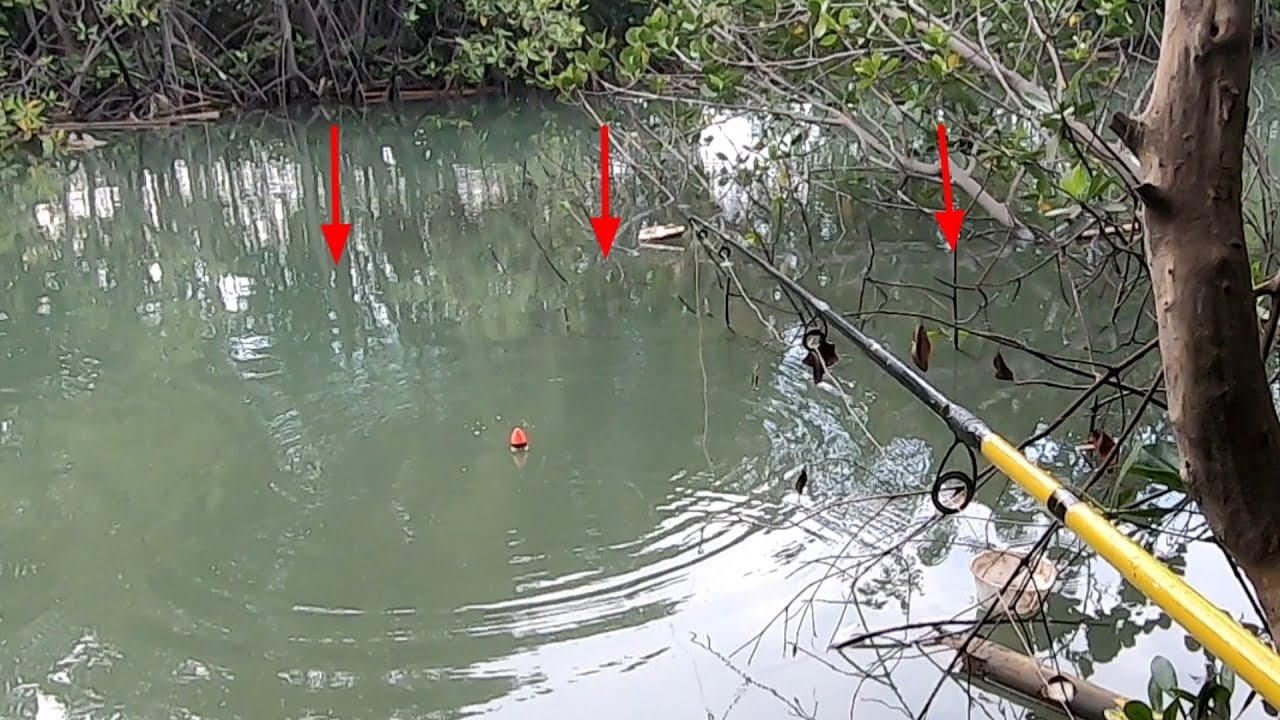 MANCING DARI  PINGGIR MUARA ‼️ SERASA MANCING DI KOLAM KAKAP