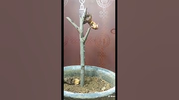 quá trình lột xác của ve sầu. #food #remix #music #nature #comedy #animals #rain #farming #lyrics