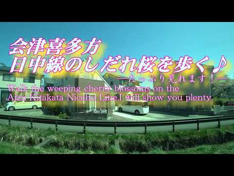 会津 喜多方市日中線のしだれ桜を歩く♪ -- Walk the weeping cherry blossoms on the Kitakata City Nicchu Line【4K】