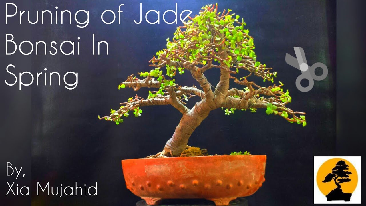 Pruning of Jade Bonsai In Spring by Xia Mujahid Pakistan Bonsai