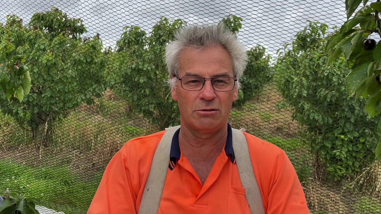 Is it a Tasmanian cherry? make sure you get what you paid for