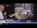 'Pompeii' exhibit at OMSI highlights life at Mt. Vesuvius